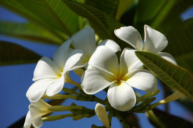 Plumeria