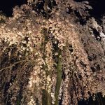 夜桜